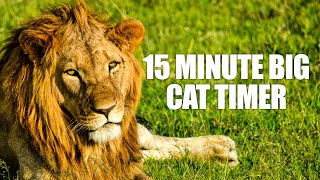 15 Minute Timer  Fifteen Minute Big Cat Timer  Tiger Growling Alarm Sound [upl. by Yevoc570]