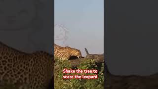 Shake the tree to scare the leopard funny shortviral animals [upl. by Syxela]