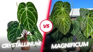 Crystallinum vs Magnificum Which anthurium is better anthurium crystallinum magnificum [upl. by Hulbert]