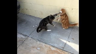 Cats Who Slap A compilation [upl. by Eedyak]