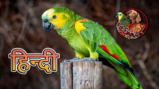 Everything about Amazon in Hindi  Large Parrots [upl. by Pronty601]