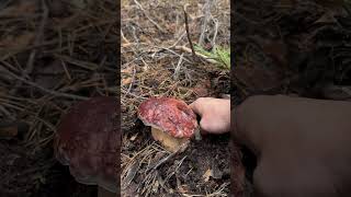 Boletus pinicola boletus nature mushroom [upl. by Suiram]