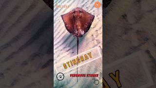 Stingray  How Stingrays Sting [upl. by Neelav]