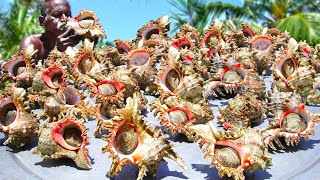 INDIAN OCEAN CONCH RECIPE  சங்கு கறி  Village Healthy Food  Delicious SEA Food  Village Grandpa [upl. by Akemal953]