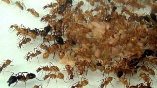 10 09 2013 Camponotus maculatus [upl. by Yrret]