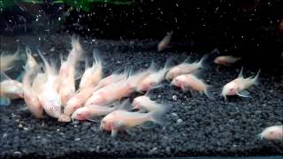 Zucht Marmorierter Panzerwels Albino  Corydoras paleatus albino [upl. by Heise]