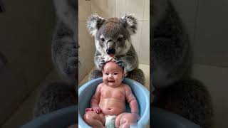 Koala bathes baby [upl. by Nevram]