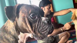 🐶HOW TO GROOMING amp BRUSHING YOUR DOG  Ajker Vlog 279 [upl. by Nidnal]