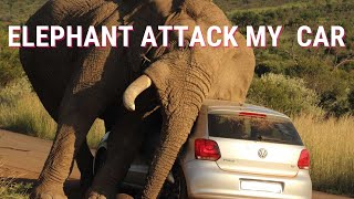 ELEPHANT ATTACKED MY CAR ON GAME RESERVE😱😱😱 [upl. by Anneres63]