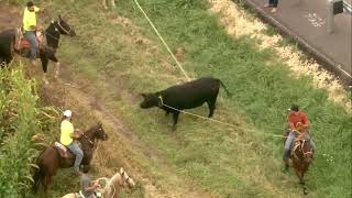 Chopper 7 over several men on horses lassoing bull loose in Marengo [upl. by Emmy]