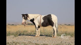 Match Box 107 in the October Billings Livestock Horse Sale  2020 Pony Gelding [upl. by Jarus902]