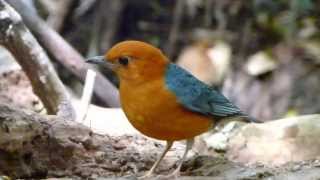 Orangeheaded Thrush Geokichla citrina [upl. by Marne184]