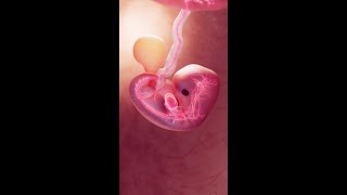 The Heartbeat of Life at 8 Weeks science [upl. by Ateuqal147]