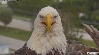 SWFL Eagles  Beautiful F23 On The Attic 💗 Closeups Of Her Face Feet amp Talons 101323 [upl. by Spanos393]