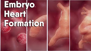 Do you know how is the Heart Formation In Embryo heart formation embryology animation [upl. by Ycnej99]