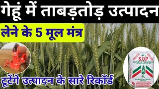 गेहूं में ताबड़तोड़ उत्पादन लेने के 5 मूल मंत्र ।। Gehu ki kheti ।। Gehu ki kheti kaise kare [upl. by Savory162]