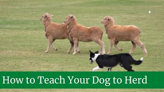 How to Teach Your Dog to Herd  How to teach your dog to herd sheep  Herd dog training [upl. by Quintessa]