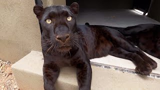 Hanging Out With Black Leopards  The Lion Whisperer [upl. by Yhprum47]