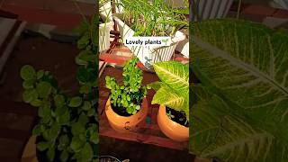 Lovely plantsGardeningHome Gardeningshortsyoutube shortsviral videoflutemusic [upl. by Finnegan]