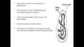 NOSTOC BY NIDHI UPADHYAY [upl. by Aufa]