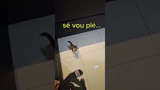 quotQuand ton chat mendie de la nourriture 😹 Rom ChatMendiant HumourDrôle Gag Bourdon Les3frères [upl. by Ennoryt]