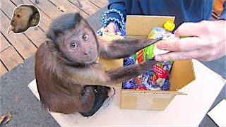 Capuchin Monkey Opens Awesome Packages [upl. by Hafeenah413]