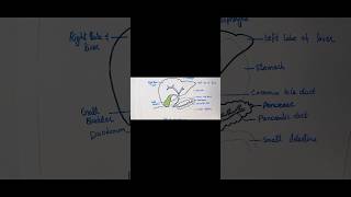 Liver amp associated organs easy diagram viralyoutubeshorts youtube ytshorts tranding [upl. by Guinn151]