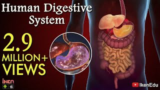 Learn About Human Digestive System  Animation Part 1 iKen  iKen Edu  iKen App [upl. by Joana]