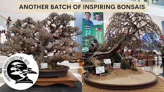 ASPAC  ABFF  PBSI Bonsai and Suiseki Exhibition and Convention Part 3 [upl. by Suolekcin157]