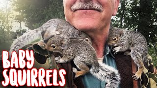 Cutest Animal Video Feeding and Weaning 5 young orphaned Grey Squirrels in the Permaculture Orchard [upl. by Airamana]