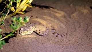 Arabian Horned Viper Cerastes gasperettii burrowing in the sand [upl. by Joao]