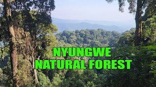 NYUNGWE NATURAL FOREST  VISIT RWANDA [upl. by Initsed852]