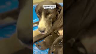 Icarus and her 8 puppies need rescue stanislausanimalservicesag9897 in CA [upl. by Ahsimrac]