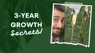 Philodendron Billietiae 3Year Journey amp Secrets to Thriving Care  Rare Houseplant Review 🌿 [upl. by Danuloff]