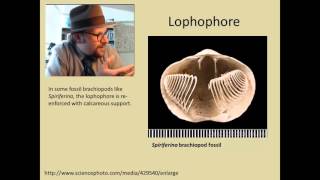 What are Brachiopods [upl. by Eintruok694]