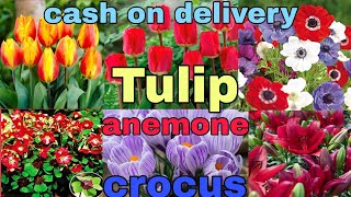 winter flower bulbs tulips anemone crocusiris allium daffodils whatsapp 8273837165 [upl. by Adahs824]