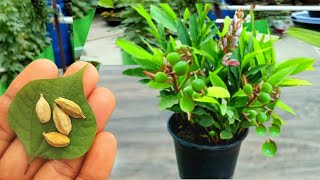 How To Grow Cardamom From seeds How to Grow Elaichi [upl. by Joanna975]