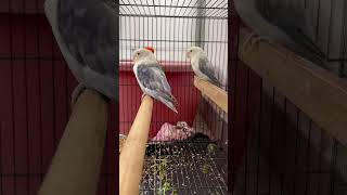 African lovebirds🐦 africanlovebirds africanlovebirdbreeding lovebirds birds ytshorts shorts [upl. by Laoj]