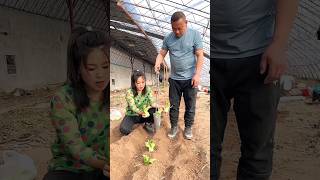 Rural Farmer Useful This Satisfying Seedlings Planting Tool 👍 shorts youtubeshorts [upl. by Elram]