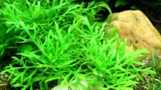 hygrophila difformis [upl. by Atteloiv]