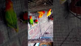 Love birdshortstrending viralvideo parrot birds comedyfunny dogfishfishing birdbreeding28 [upl. by Ruscio]