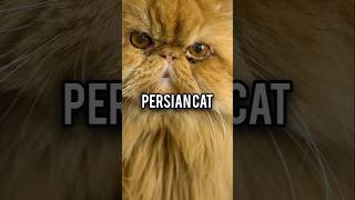 Persian Cat November2024pukhtanarelaxingworldsurvivingvlogs cat [upl. by Analla615]