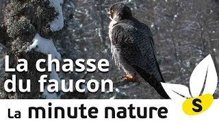 LA CHASSE DU FAUCON No 109 [upl. by Aisya]