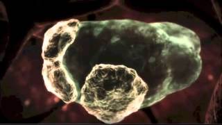 Naegleria fowleri  Braineating amoeba [upl. by Siol]