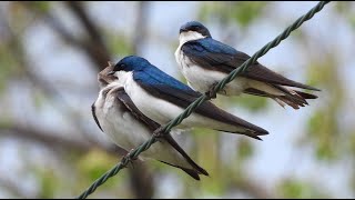 Hirondelle bicolore chant cri  Tree Swallow song call [upl. by Nyvrem]