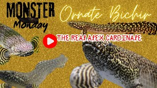 Monster Monday Ornate Bichir [upl. by Aicilra]