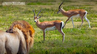 How Do Antelopes Defend Themselves Against Lions [upl. by Aiyot195]