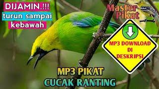 🔴Mp3 pikat cucak ranting  suara pemikat cucak ranting  masteran cucak ranting [upl. by Bannasch]