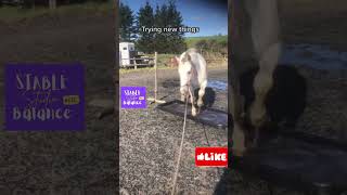 Horse Training  Groundwork with Horses [upl. by Lertsek944]