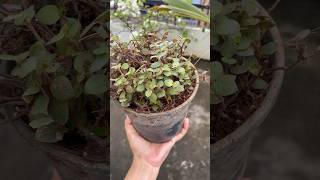 Growing callasia repensturtle vine in this pot youtubeshorts trending shorts shortvideo [upl. by Paulita]